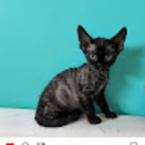 Meet your Posher, Sherryl